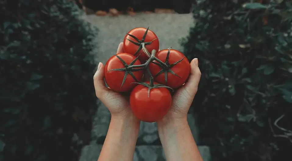 Tomaten fir d